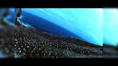 Un ave carroñera 'roba' una cámara y graba increíbles imágenes de una colonia de pingüinos
