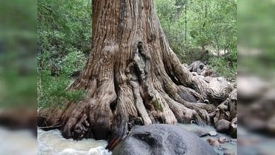 La sequía pudo haber provocado la desaparición de culturas mesoamericanas