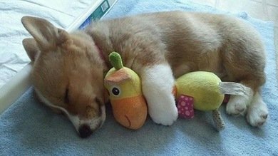 Los animales más adorables del año 2013