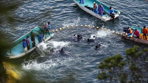 Activistas fotografían una atroz matanza de delfines en una bahía de Japón