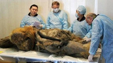 Científicos, a un paso de clonar el primer mamut de la historia