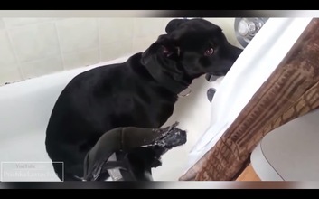 ¿Cómo se comportan los perros cuando son regañados por sus dueños?