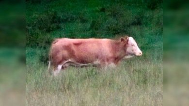 Ivonne, la vaca que 'torea' a toda Alemania