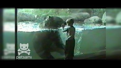 Corre que te pillo: un niño y un oso juegan en el zoológico