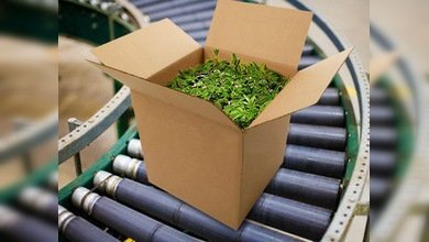 Producción industrial de marihuana: nuevo método de combatir el desempleo