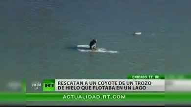 Coyote a la deriva