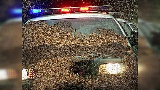 Un enjambre de abejas enfurecidas ataca a un coche de policía