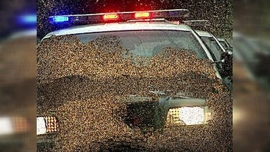 Un enjambre de abejas enfurecidas ataca a un coche de policía