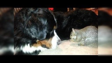 Una ardilla intenta esconder una nuez en el pelaje de un perro Bernese