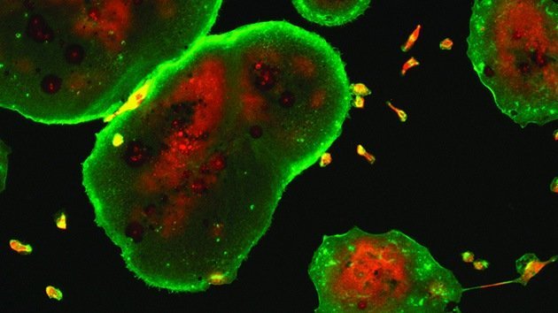 Bacterias, virus, parásitos y células cancerígenas, más cerca que nunca