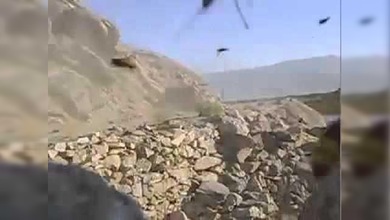 Unas aguerridas avispas se descontrolan luego de una explosión