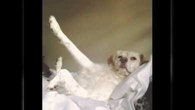 ¿Quién es el mejor perro?