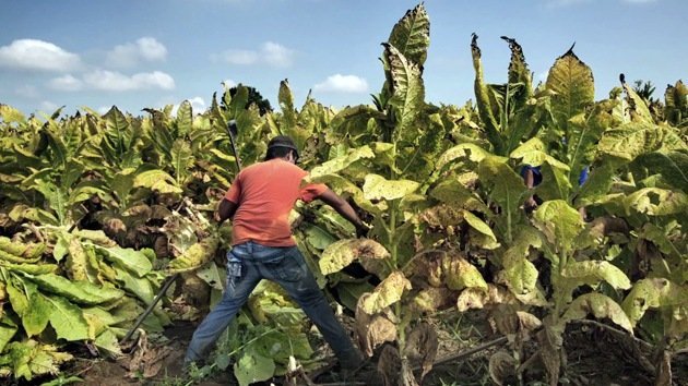 HRW: Tabacaleras de EE.UU. usan mano de obra infantil para trabajos peligrosos