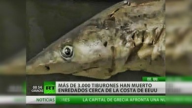 Tres mil tiburones mueren en EE. UU. entrampados en una red 'pirata' 