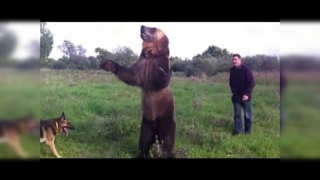 Conoce a Tima, el oso más talentoso del mundo