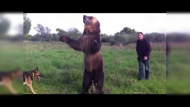 Conoce a Tima, el oso más talentoso del mundo