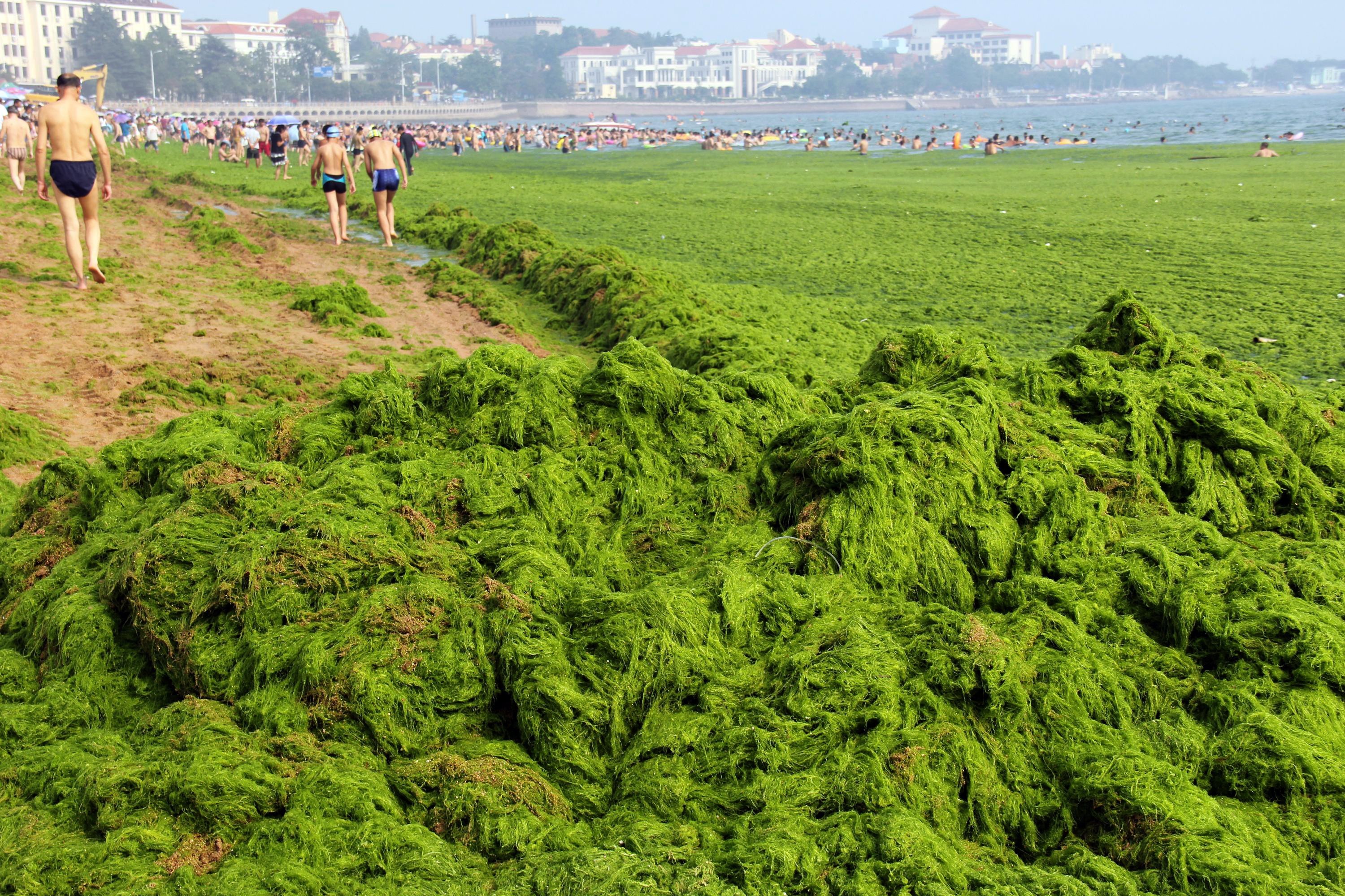 Китайские водоросли. Зеленые водоросли в Циндао. Зеленые водоросли Анапа. Водоросли на суше. Огромные водоросли.