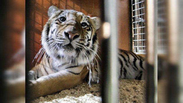 Zhórik, el tigre de Amur, soporta otra complicada operación en la mejilla