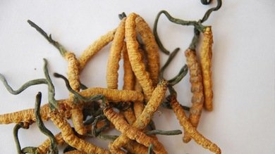 Un potentísimo afrodisiaco natural convierte Nepal en un país fantasma