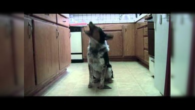 Un perro inteligente causa furor en redes sociales