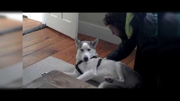 Un adorable husky siberiano le suplica 'humanamente' a su dueño que no lo lleve a su perrera