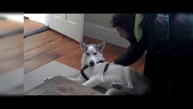 Un adorable husky siberiano le suplica 'humanamente' a su dueño que no lo lleve a su perrera