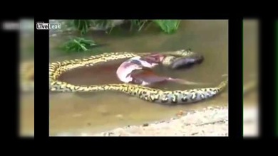 Una anaconda se come a una vaca y después la regurgita