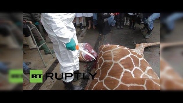 Video: Polémica por el sacrificio de una jirafa en Dinamarca