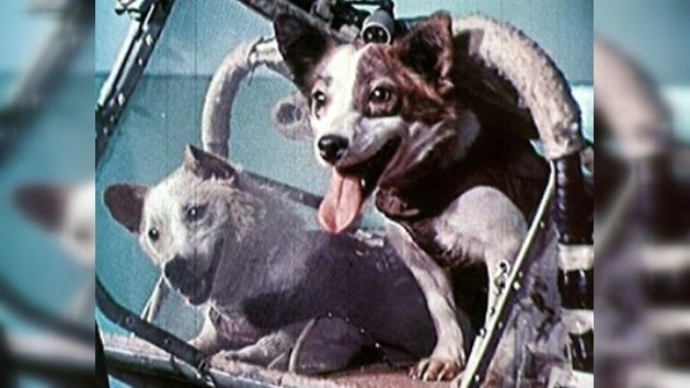 Se cumplen 50 años del vuelo al espacio de las perras Belka y Strelka