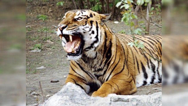 Una tigresa de Amur asusta y maravilla a un pueblo del Extremo Oriente ruso