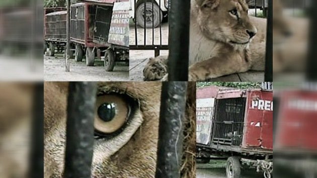 Abandonan en una ciudad argentina a 10 leones africanos