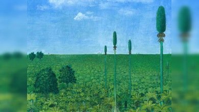 Descubren un bosque de 300 millones de años en China