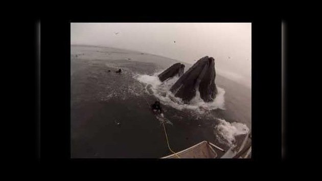 Dos buzos a punto de ser devorados por ballenas jorobadas