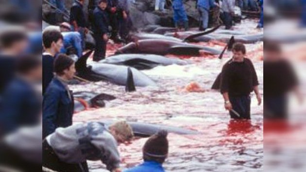 Dinamarca: "Mata a un delfín para celebrar tu mayoría de edad"