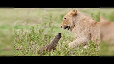 Una pequeña mangosta se enfrenta a cuatro leones a la vez