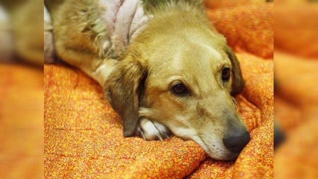Buscan a los sádicos que cortaron las patas a un perro callejero en Rusia
