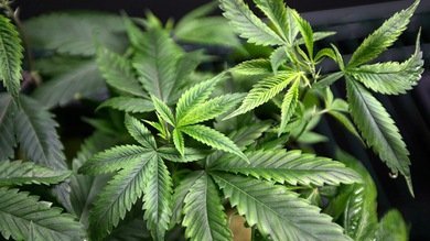 Revelan cómo detiene el cáncer la marihuana