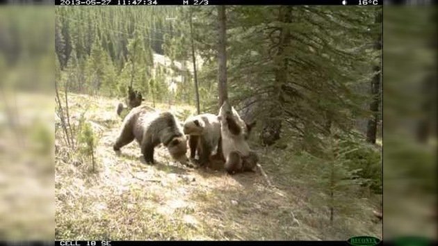 Cámara oculta muestra lo que los osos hacen realmente en el bosque