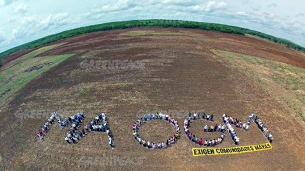 Apicultores mexicanos 'ganan la batalla' contra Monsanto
