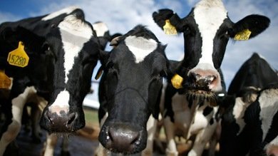 Así justifica la clonación la compañía de EE.UU. que vende 100 vacas clonadas al año