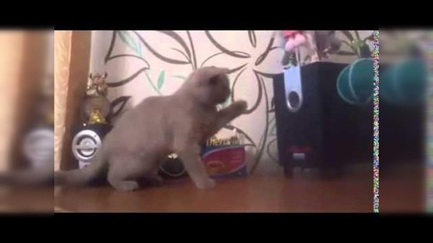 Un gato intenta 'atrapar' el sonido de los bajos