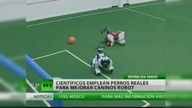 Perros reales entrenan a perros robots