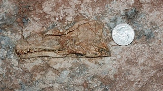 Hallan el fósil de un cachorro de celurosaurio en China