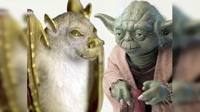 ¿Proviene el Maestro Yoda de Papúa Nueva Guinea?