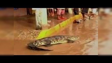 Los cocodrilos invaden el centro de un Acapulco anegado por las inundaciones