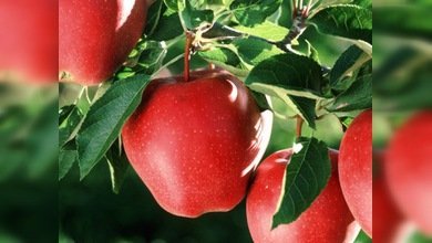 La historia real de la manzana de Newton sale a la luz por primera vez