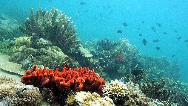 Descubren en el Golfo de México uno de los mayores arrecifes de coral del mundo
