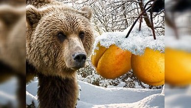 Albaricoques frescos de Siberia para los osos rusos
