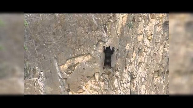 Maravillas de la naturaleza: Osa y su cachorro escalan en un atroz desfiladero