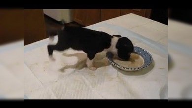 Un adorable cachorrito a punto de ‘echar a volar’ mientras come